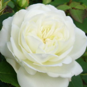 Buy Roses Online - White - bed and borders rose - floribunda - discrete fragrance -  Weisse Gruss an Aachen - Max Vogel - Full- doubled, large-flowered, elegant florist rose. Its discrete shades of flowers are continually blooms in groups.
